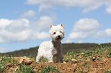 WESTIE 029